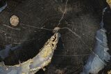 Petrified Wood (Schinoxylon) Limb Round - Blue Forest, Wyoming #371134-1